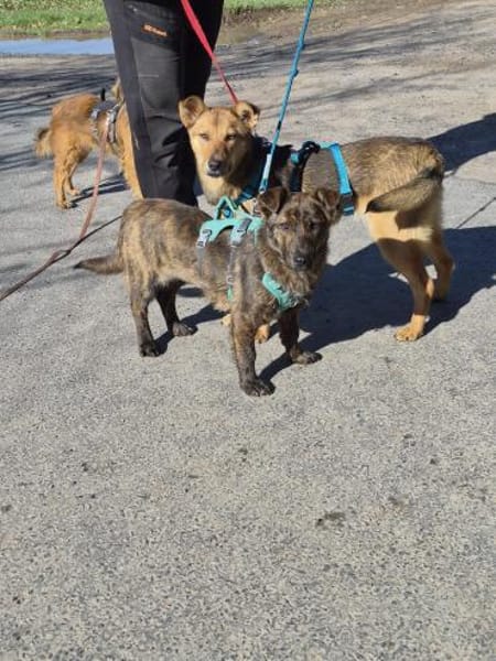 Doppelpack Zuhause zusammen gesucht