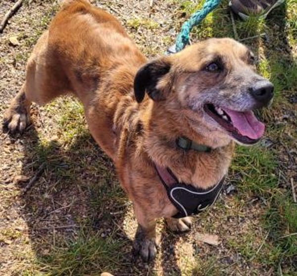 Roque sucht für immer Zuhause