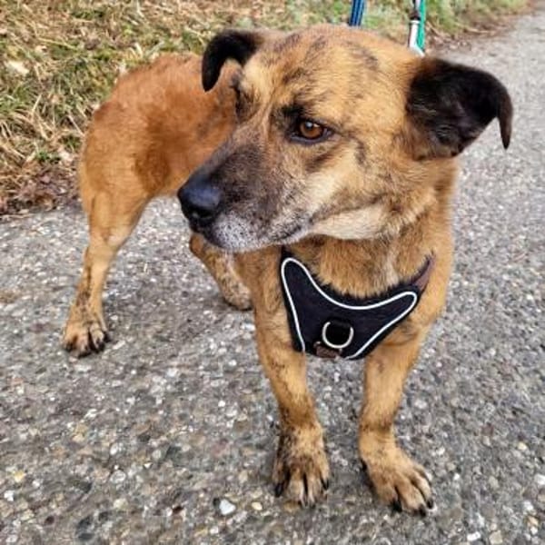 Roque sucht für immer Zuhause