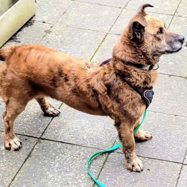 Roque sucht für immer Zuhause