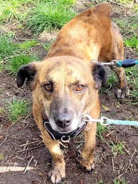 Roque sucht für immer Zuhause