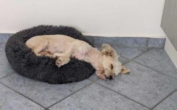 Bezaubernde Maria-Theresia