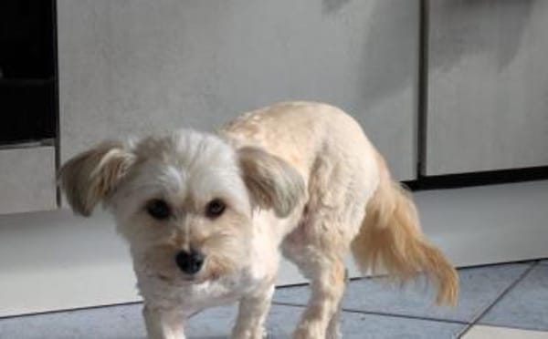 Bezaubernde Maria-Theresia