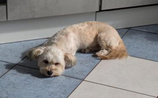 Bezaubernde Maria-Theresia