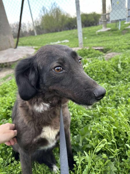 LYNN ❤🐾  ca 45cm, ruhig und liebenswer