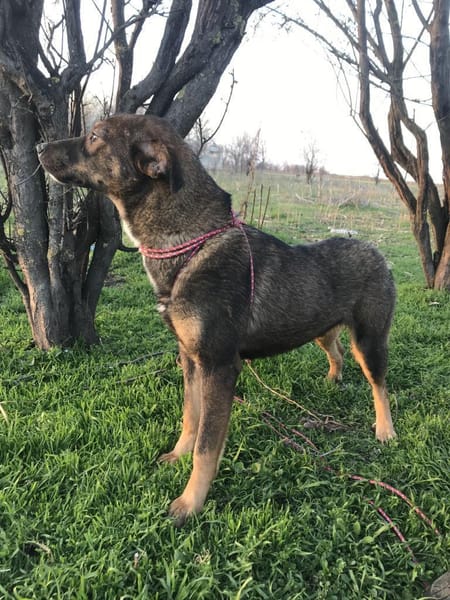 ❤ 🐾 TOM,  geb.24.04.2023, ca 40/45 cm.