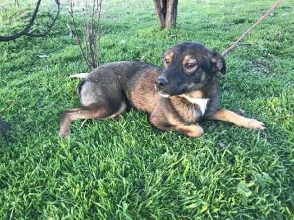 ❤ 🐾 TOM,  geb.24.04.2023, ca 40/45 cm.