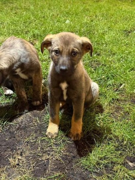 Nano auf Pflegestelle in 29308 Winsen