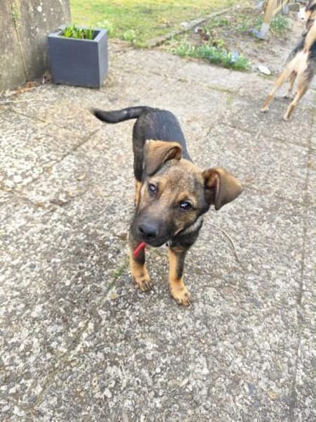 Nano auf Pflegestelle in 29308 Winsen