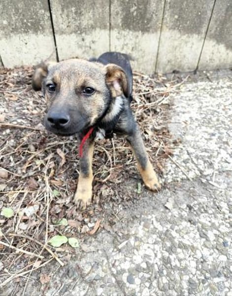 Nano auf Pflegestelle in 29308 Winsen