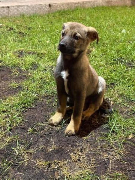 Nano auf Pflegestelle in 29308 Winsen