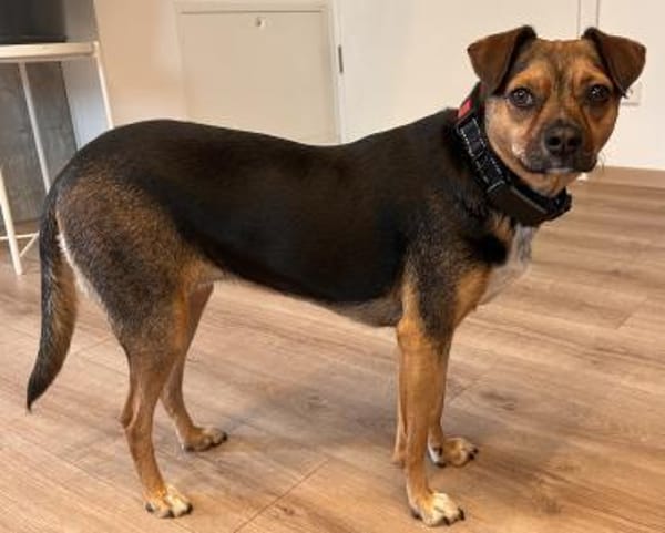 Wunderbare CANELA ❤