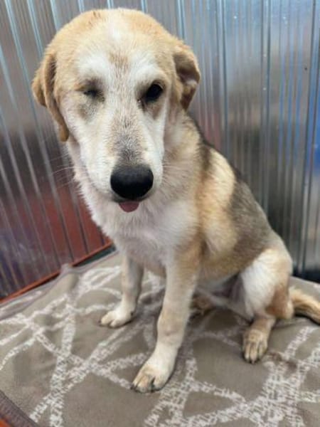 ISIS ❤🐾 hatte 100 Schutzengel