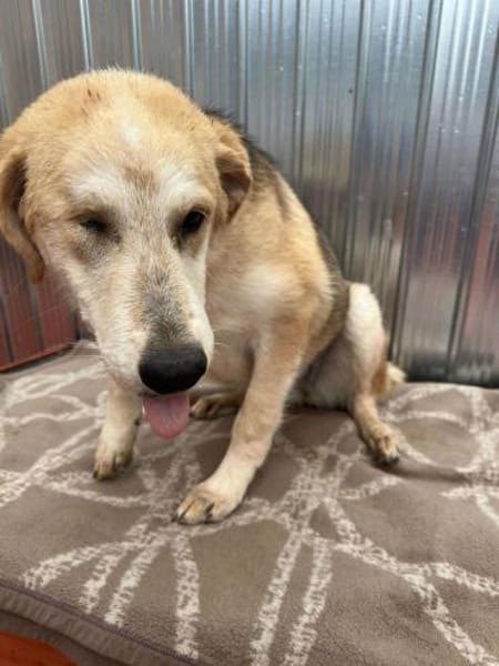 ISIS ❤🐾 hatte 100 Schutzengel