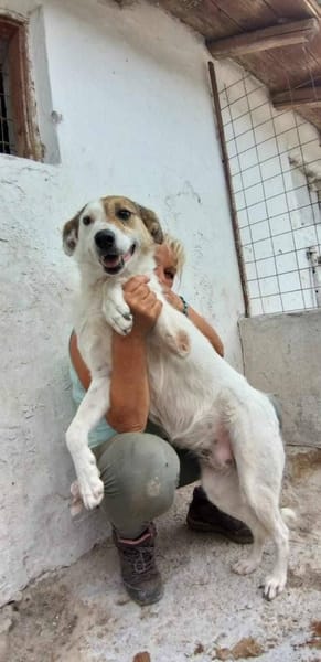 ❤🐾 VIANA, liebenswertes Ömchen sucht..