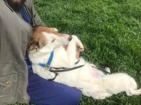 ❤🐾 VIANA, liebenswertes Ömchen sucht..