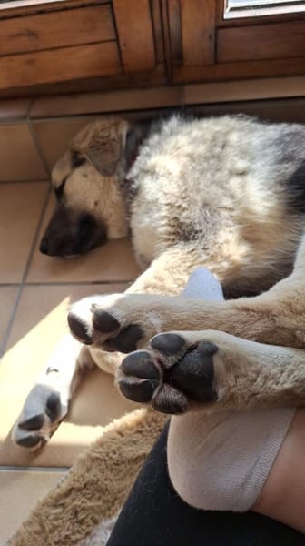 Zuhause gesucht für Suki