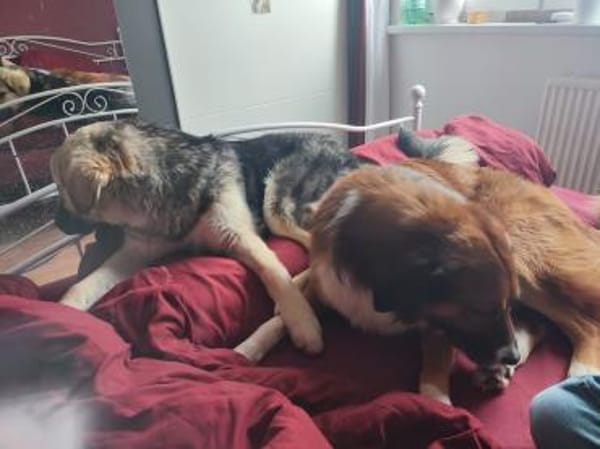 Zuhause gesucht für Suki