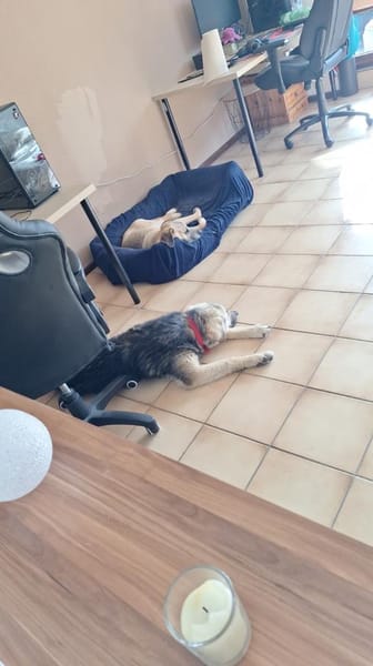 Zuhause gesucht für Suki