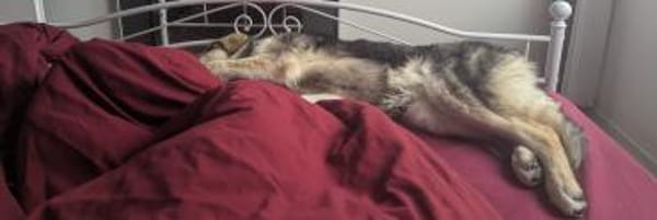 Zuhause gesucht für Suki