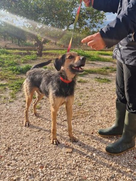 Quinqui - Zuhause gesucht