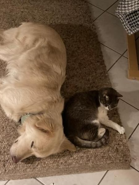 Wuschel Medo sucht seine Familie!