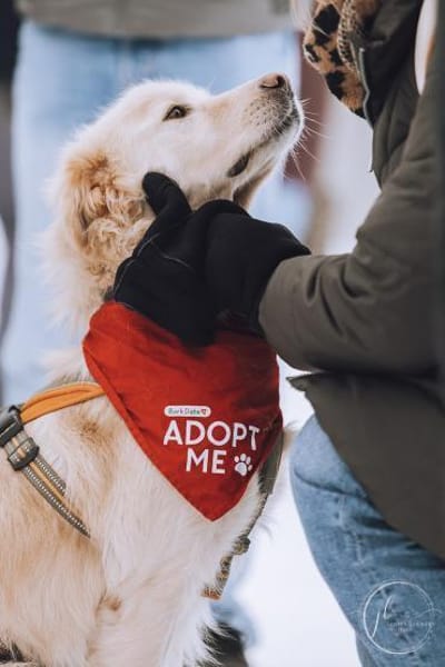 Wuschel Medo sucht seine Familie!