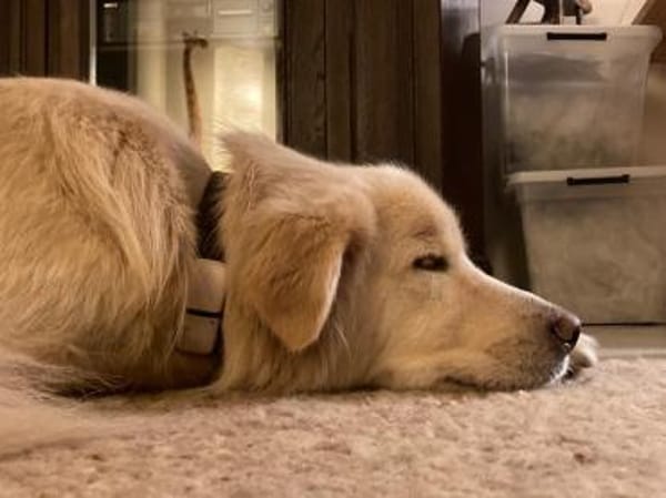 Wuschel Medo sucht seine Familie!