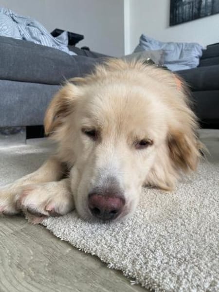 Wuschel Medo sucht seine Familie!