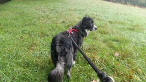 Anima, Schönheit sucht Körbchen