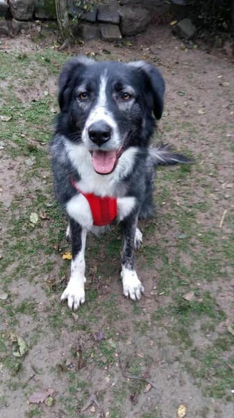 Anima, Schönheit sucht Körbchen