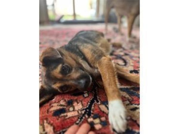 Stella - wartet in 92342 Freystadt