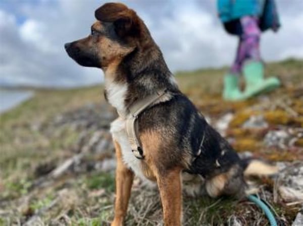 Stella - wartet in 92342 Freystadt