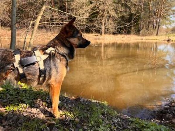 Stella - wartet in 92342 Freystadt