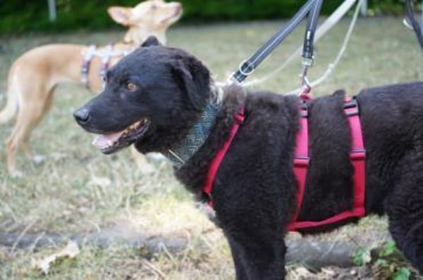 Pepper sucht dringend ein Zuhause