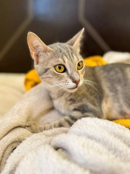 Ella 🐾  bringt dich zum Lächeln