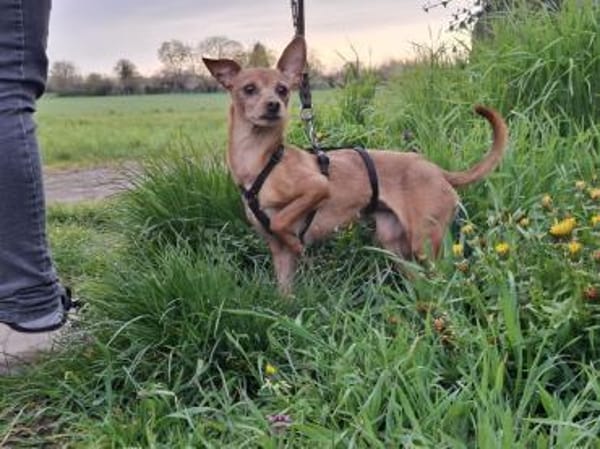 Kleine, zarte Dana sucht ihre Familie