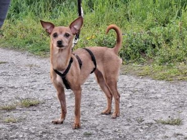 Kleine, zarte Dana sucht ihre Familie