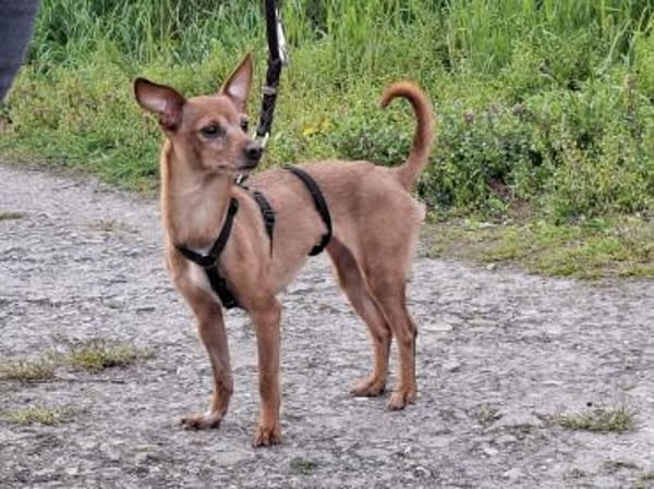 Kleine, zarte Dana sucht ihre Familie