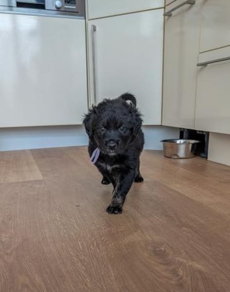 Regenbogenwelpen suchen ein Zuhause ❤