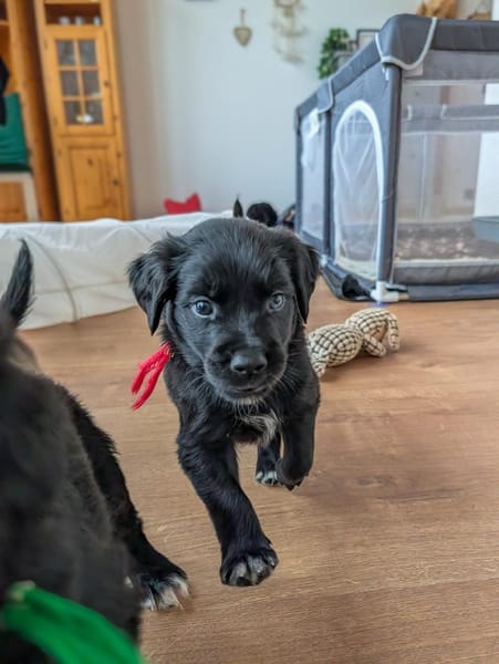 Regenbogenwelpen suchen ein Zuhause ❤