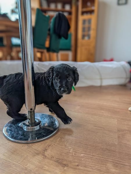 Regenbogenwelpen suchen ein Zuhause ❤