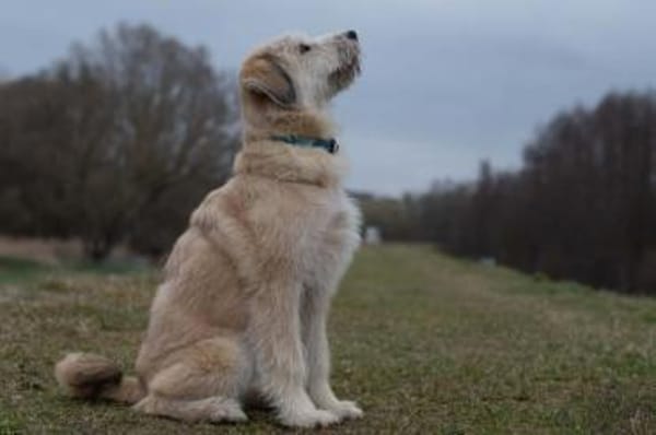 MASCHA ♥* aufgeweckt + fröhlich