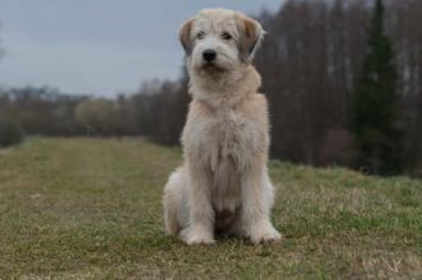 MASCHA ♥* aufgeweckt + fröhlich