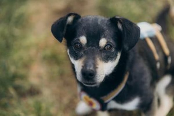 Idefix sucht eine aktive Familie