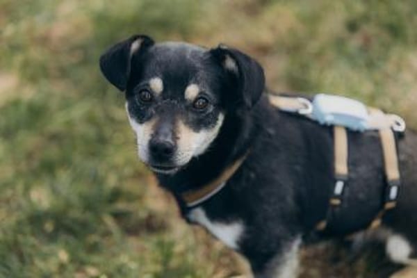 Idefix sucht eine aktive Familie