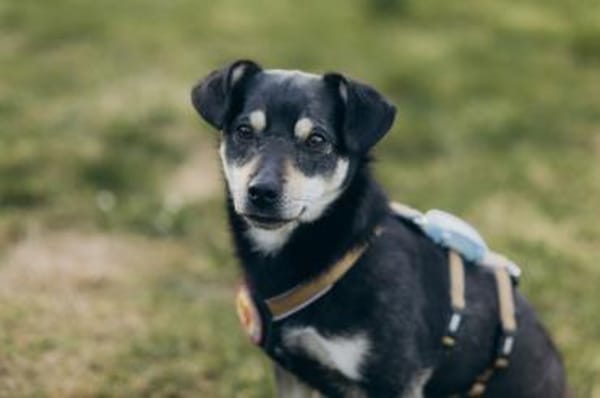 Idefix sucht eine aktive Familie