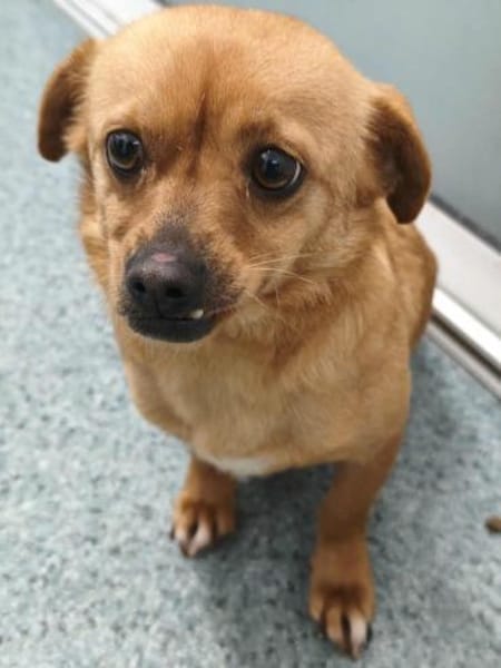 Renee wartet in 34414 Warburg auf Dich!