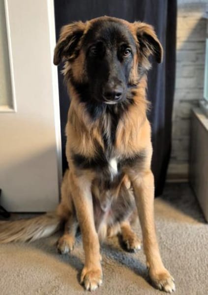 TEDDY sucht seinen sensiblen Menschen