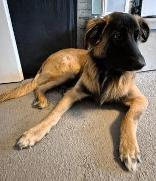 TEDDY sucht seinen sensiblen Menschen